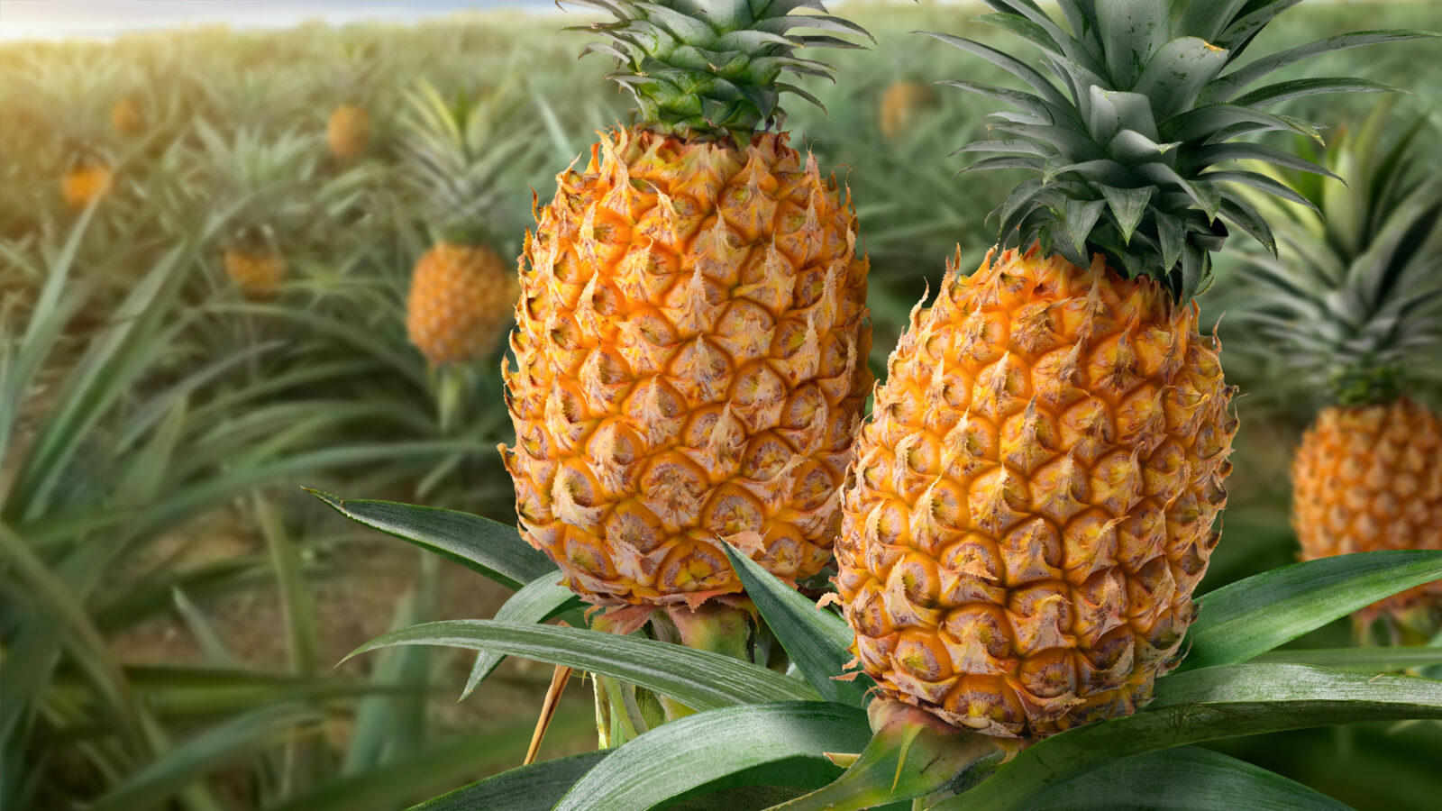 PIÑA CUBO 20x20 mm. “Ananas comosus” - Frotz