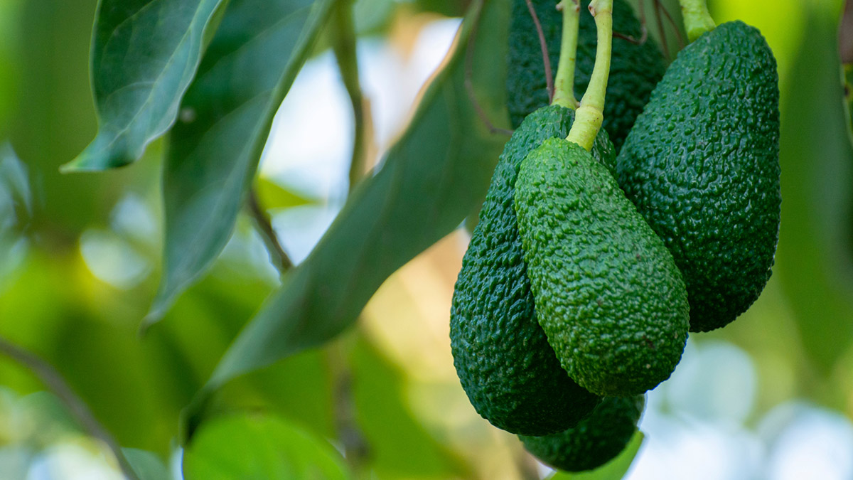 Árbol de aguacate con fruto fresco, ideal para uso de ingredientes naturales en cocinas profesionales. Frotz Fruits.”
