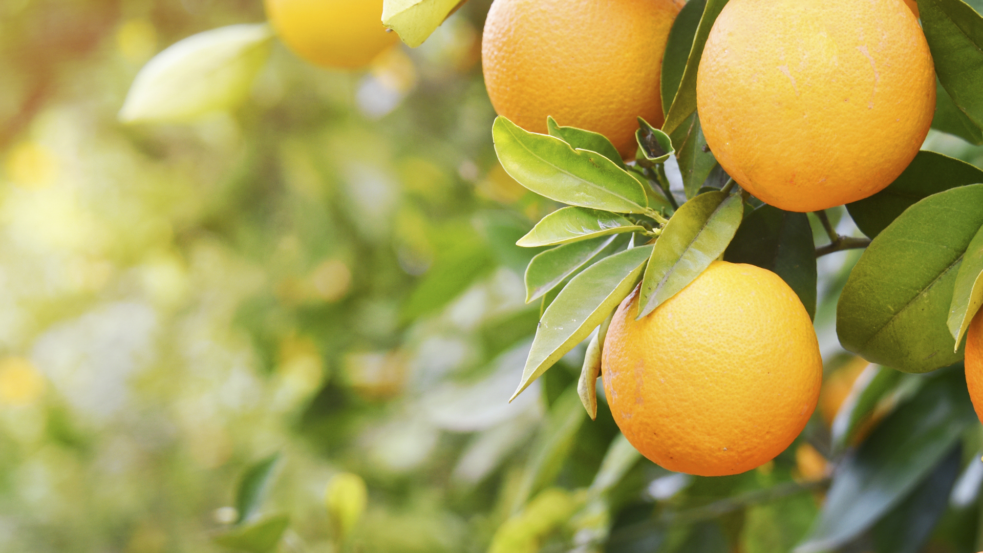 Puré de naranja entera frotz fruits